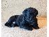 PoulaTo: Cane Corso καθαροαιμα 6979314054 ΑΘΗΝΑ  6979314054